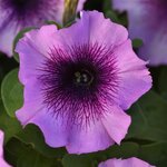 Plum crystal P 21-13