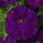 Purple P 21.14