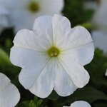 White P 21.27