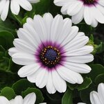 White purple eye P12.04