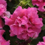 Pink P 25.06 