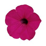 Purple P24.03 