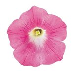 Pink P41.02
