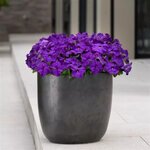 Blue True P 22.09 Новинка!!!