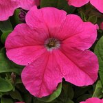 Deep Pink P 22.03 