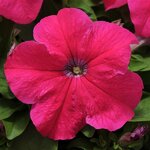Rose P 22.05