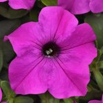Violet  P 22.08