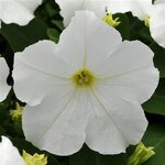 White P 22.07 