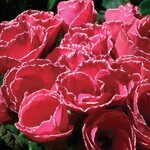 Rose with edge P40-07 