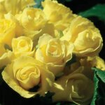Yellow P40-11 