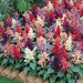 Сальвия Vista