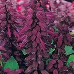 Purple P 27.04