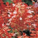 Red and White P 27.06