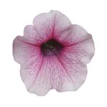 Pink Vein P20.06