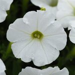 White P20.11