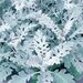 Цинерария Silverdust Maritima