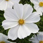 White P4.06 Нет в наличии