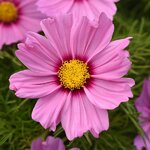 Pink Blush P4.03 Нет в наличии