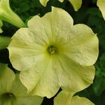 Lime Green P76-06
