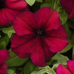 Burgundy P 23.02