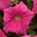 Pink P 23.04