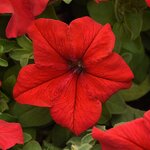 Red P 23.05