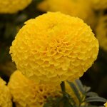 Yellow P 110.04 