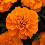 Deep orange P 11.16