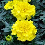 Yellow P 11.17