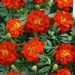 Red P 111.07
