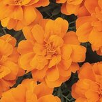 Tangerine P 111.06