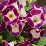 Burgundy P 29.03 