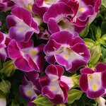 Magenta P 29.05