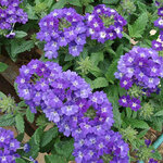 Blue P50-20