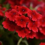 Scarlet P50.15 