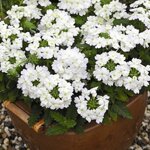 White P50.18  нет в наличии 