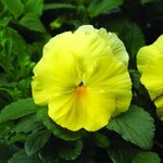 Yellow  P150-2