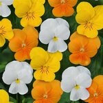 Mix Citrus P38-12 нет в наличии
