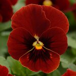 Red blotch P38.27 нет в наличии