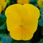 Yellow P38-35  нет в наличии