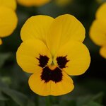 Yellow blotch P38-32  нет в наличии