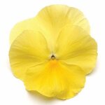 Lemon P15-02