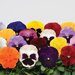 Виола крупноцветковая Spring Matrix