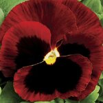 Red Blotch P15-04