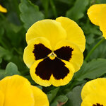Yellow Blotch P15-05