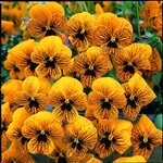 Виола мелкоцветковая Sorbet Tiger Eye
