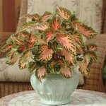 Coral Sunrise P3.02