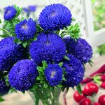 Dark Blue SX1-6