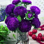 Purple SX1-7