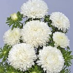 White SX1-10  